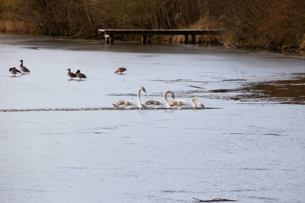 istock Swans and ducks on a frozen lake 1347625542
