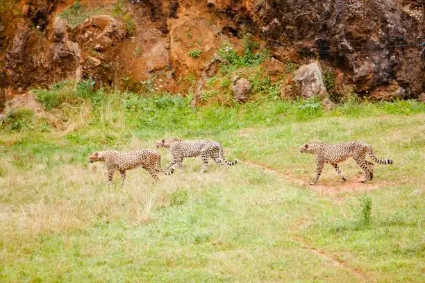 Group of cheetahs walking through meadow at the Cabarceno Natural Park, in Spain. Animals and wildlife concept.