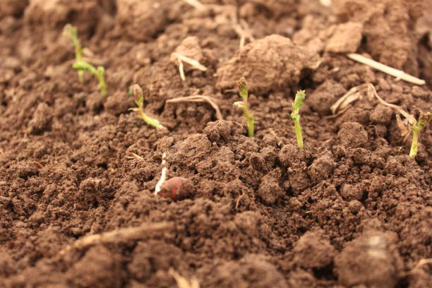 istock Black Chickpeas Germination in Field. 1347627019