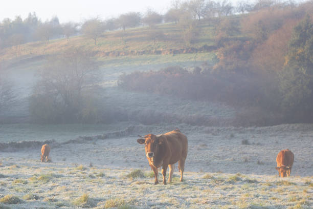 凍った牧草地の牛は、そのうちの一つは、カメラを見ています。晴れた冬の朝。一日の早い時間に霧。ボストーラス - winter agriculture ranch field ストックフォトと画像