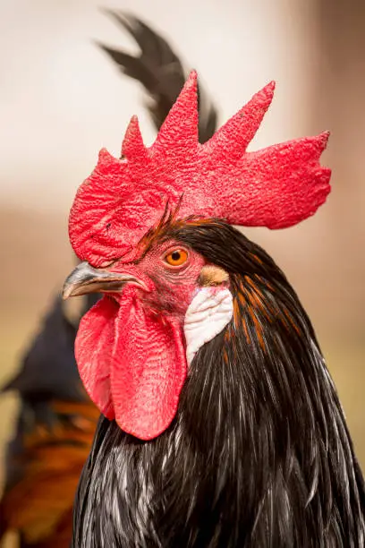 A rooster carefully examines its surroundings