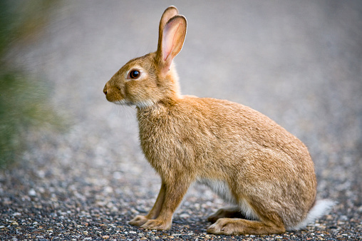 A hare sits on a street