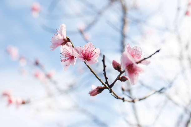 istock pink blossom flowers 1347634000