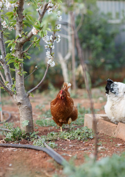 istock house chickens roaming in the backyard 1347634210