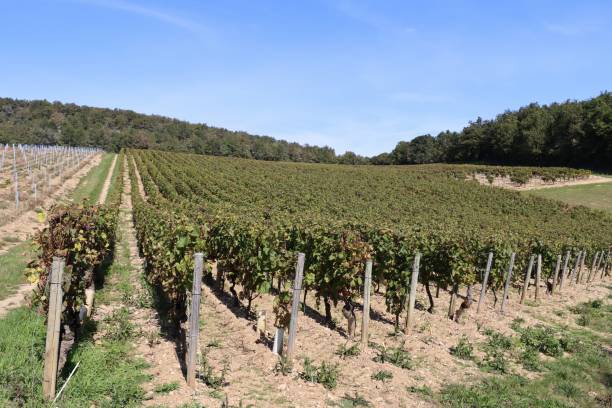 istock View on the vineyards in Mercurey , Bourgogne 1347635547