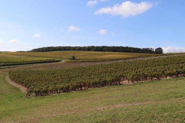 istock View on the vineyards in Mercurey , Bourgogne 1347635745