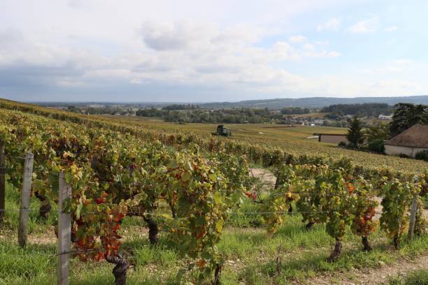 istock View on the vineyards in Mercurey , Bourgogne 1347635844