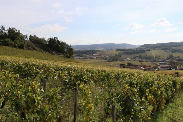 istock View on the vineyards in Mercurey , Bourgogne 1347636119