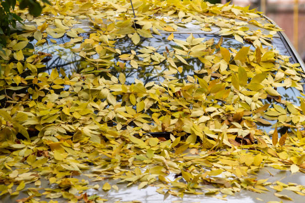 istock car windshield covered with autumn leaves 1347636707