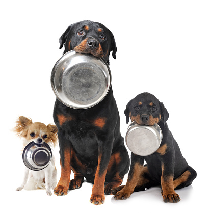 portrait of purebred rottweilers and chihuahua and his food bowl