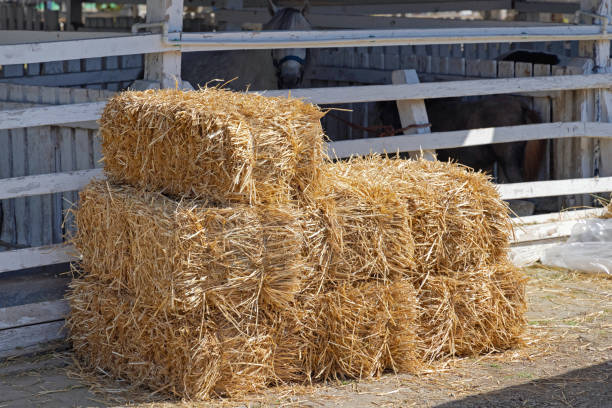 Square Hay Bales Stack of Square Hay Bales at Animal Farm bale stock pictures, royalty-free photos & images