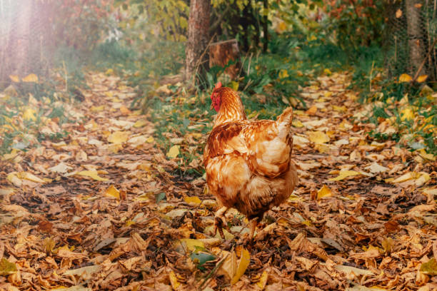istock Countryside. Red hen walking free on farm. 1347637314