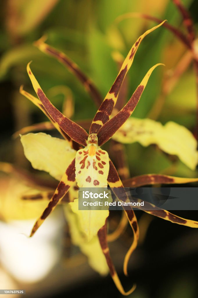 Spider Orchid. orchid brassia Toskana. Orchid flowers Brassia Hybrid. Floral background of blooming orchids. Yellow orchid Beauty Stock Photo