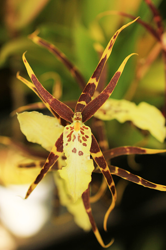 spider-orchid-orchid-brassia-toskana-orchid-flowers-brassia-hybrid-floral-background-of.jpg?b=1&s=170667a&w=0&k=20&c=B18k7LKt-  ...