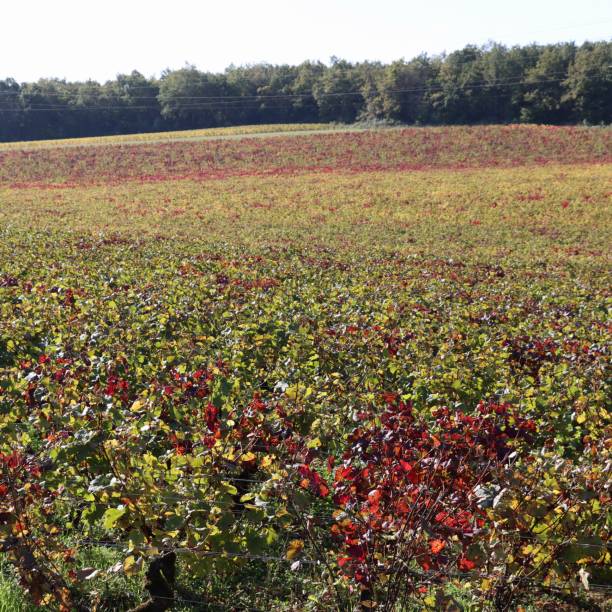istock View on the vineyards in Mercurey , Bourgogne 1347638100