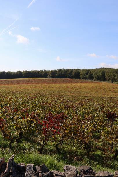 istock View on the vineyards in Mercurey , Bourgogne 1347638125