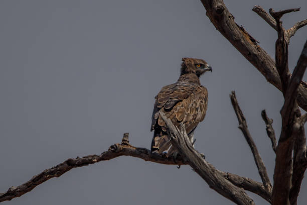 Brown Snake Eagle; Birding in Botswana Brown snake eagle perched on a branch; birding while road tripping from Francistown to Kasane. brown snake eagle stock pictures, royalty-free photos & images