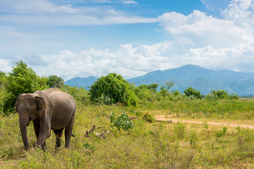 An elephant in Udawalawe National Park in Sri Lanka. The landscapes in the park includes marshes, the Walawe river and its tributaries, forests and grasslands.