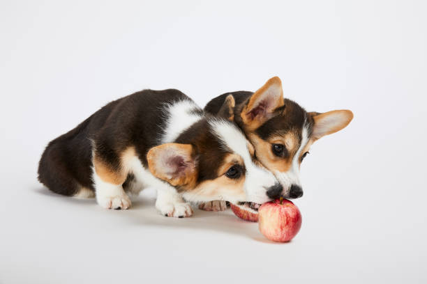 istock cute welsh corgi puppies playing with ripe apples on white background 1347638446