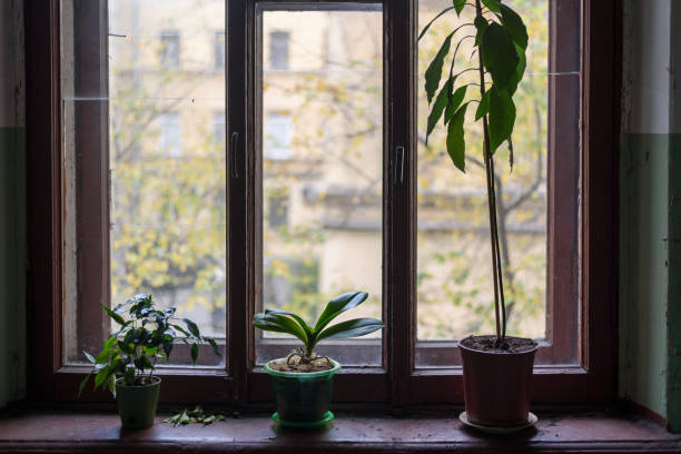istock House plants in pots on windowsill 1347638468