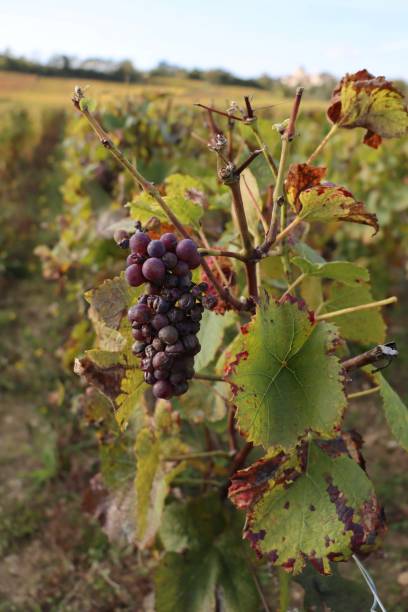 istock Vine leaves in autumn im Burgundy 1347638548