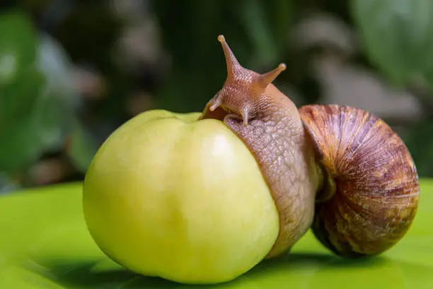 Photo of A large white snail sits on a green apple. Close-up