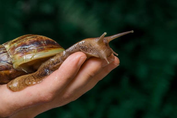 istock Close-up of hands holding snails 1347640515