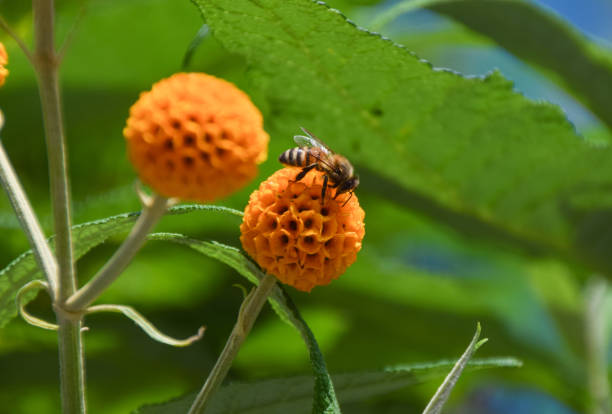 A bee pollinates an orange ball tree flower (Buddleja globosa)