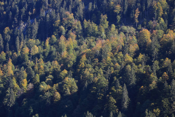 istock Golden trees in a mixed forest. 1347642051