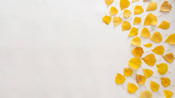 istock copy space with autumn yellow leaves.flat lay design 1347642335