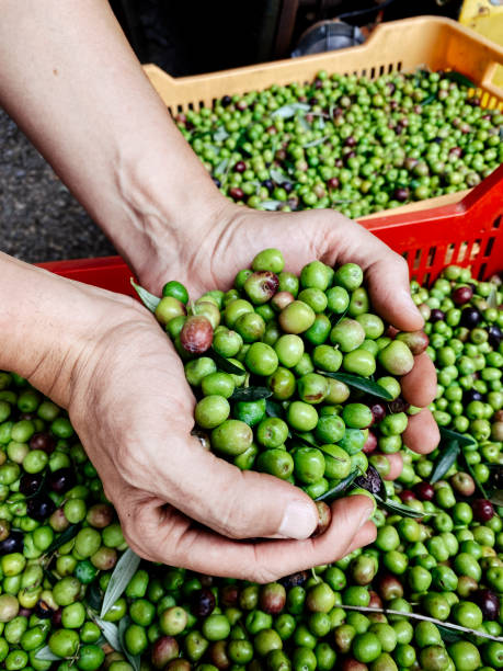 istock harvesting olives in Catalonia, Spain 1347643159