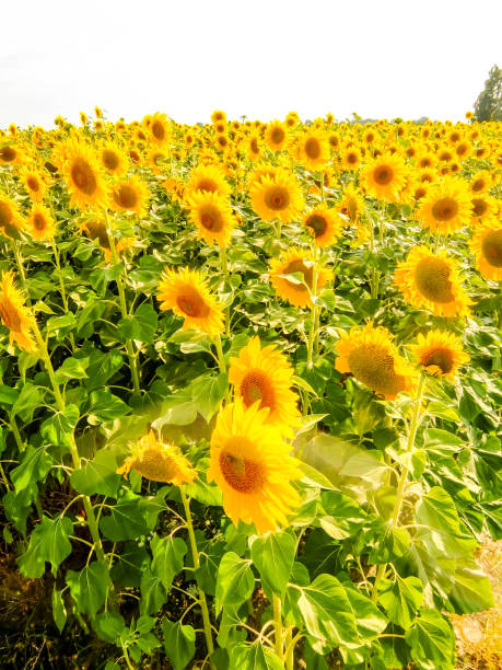 Photo picture field of blooming sunflowers on a green background