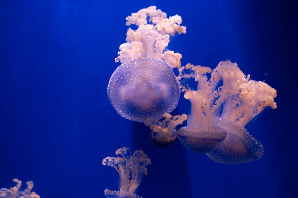푸른 바다 물, 추상적 인 배경에 핑크 오렌지 해파리 - jellyfish moon jellyfish underwater wildlife 뉴스 사진 이미지