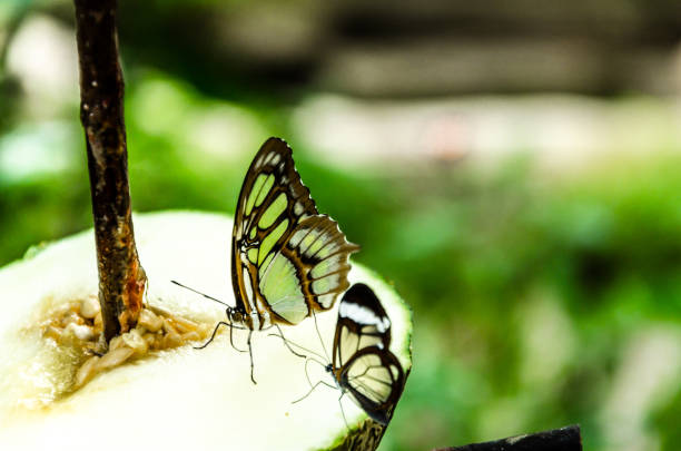 istock Malachite Butterfly or Siproeta Stelenes Green Camouflaged 1347644971