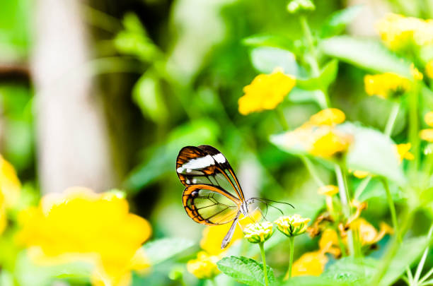 glass or mirrored butterfly, transparent) (greta oto), lepidopteron - lepidopteron imagens e fotografias de stock