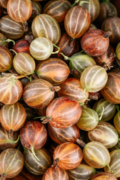 グースベリーハーベスト、熟したグースベリーの作物。赤いグースベリーのベリークローズアップ。 - autumn market freshness vertical ストックフォトと画像