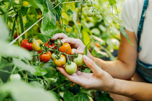 istock A farmer keeps fresh tomatoes. Food, vegetables, agriculture 1347646288