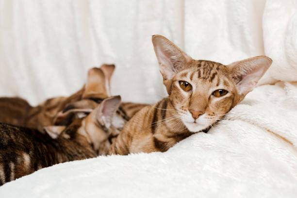 istock Oriental Domestic Cat at home 1347646359