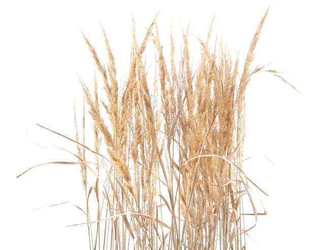 istock Dry reeds isolated on white background. 1347647788