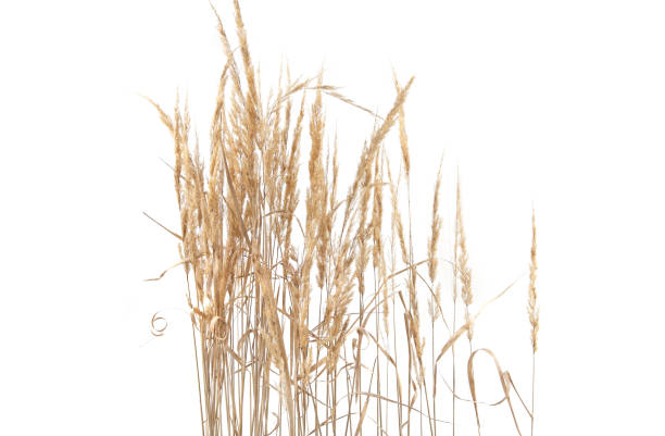 istock Dry reeds isolated on white background. 1347647799