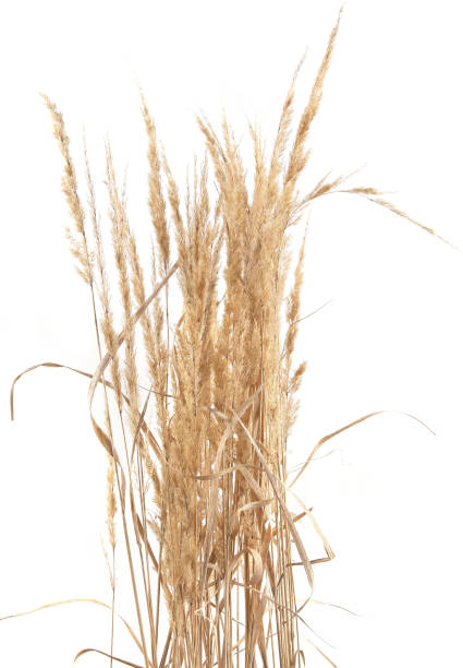 istock Dry reeds isolated on white background. 1347647828