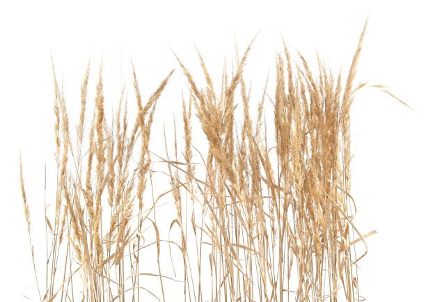 istock Dry reeds isolated on white background. 1347647836