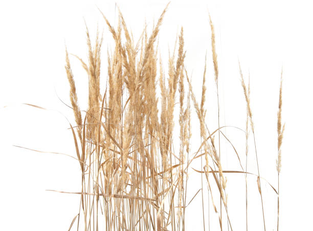 istock Dry reeds isolated on white background. 1347647877
