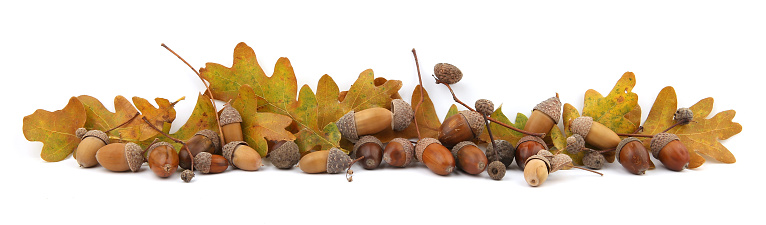 Border of dry brown  yellow leaves and acorns.