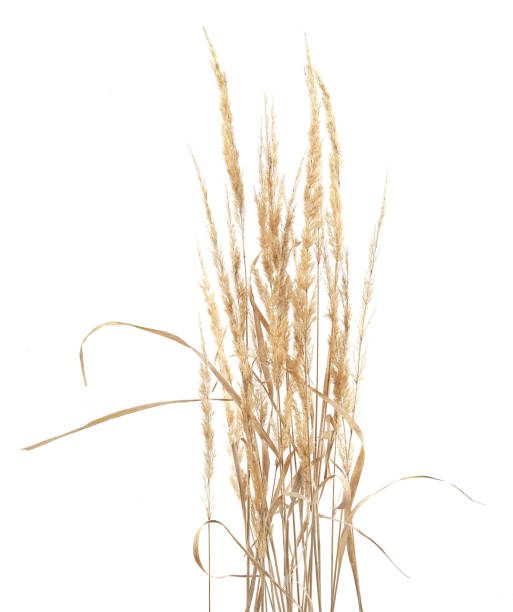 istock Dry reeds isolated on white background. 1347647942