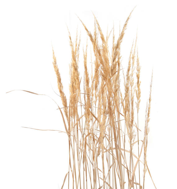 istock Dry reeds isolated on white background. 1347647957
