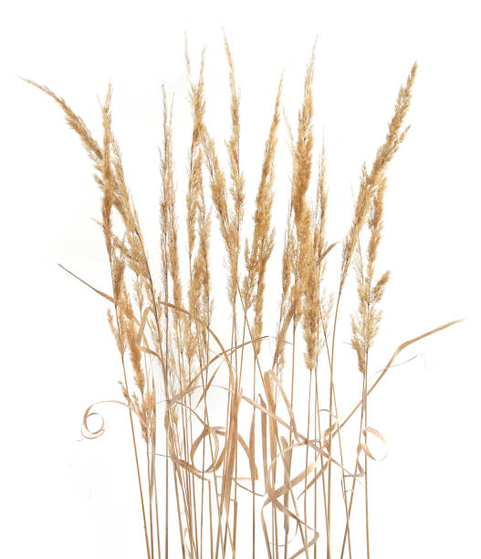 istock Dry reeds isolated on white background. 1347647999