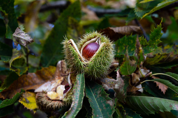 甘い栗の木の中の果物のマクロクローズアップ - chestnut close up close to macro ストックフォトと画像