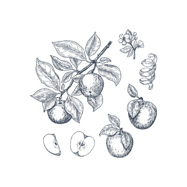 ilustraciones, imágenes clip art, dibujos animados e iconos de stock de ilustración botánica de manzana. estilo grabado. ilustración vectorial - maple leaf close up symbol autumn