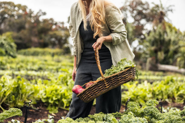 istock Anonymous female gardener gathering fresh vegetables 1347650733
